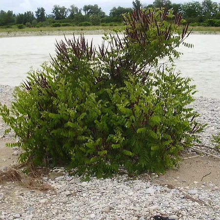 Kır Evi Stasion Di Pueste